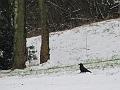 Wandeling De Paalse Plas 24-2-2013 (50)